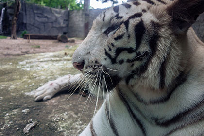 しろとり動物園